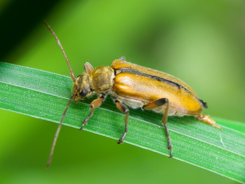 Cortodera humeralis (Schaller, 1783)
